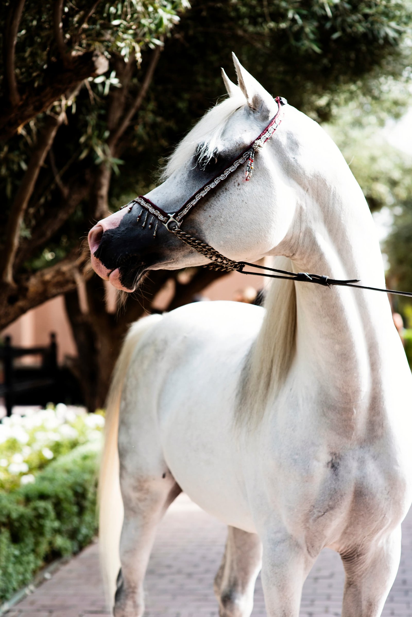 Alexandra and Raphael — A Luxury Jewish Wedding in Marrakech — Chromata Films